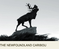 THE NEWFOUNDLAND CARIBOU Somme France